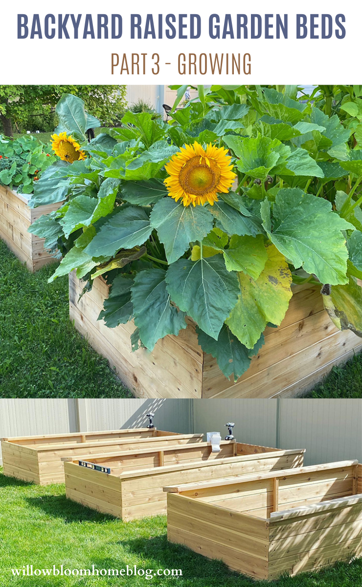 Backyard Raised Garden Beds – Part 3 - Willow Bloom Home